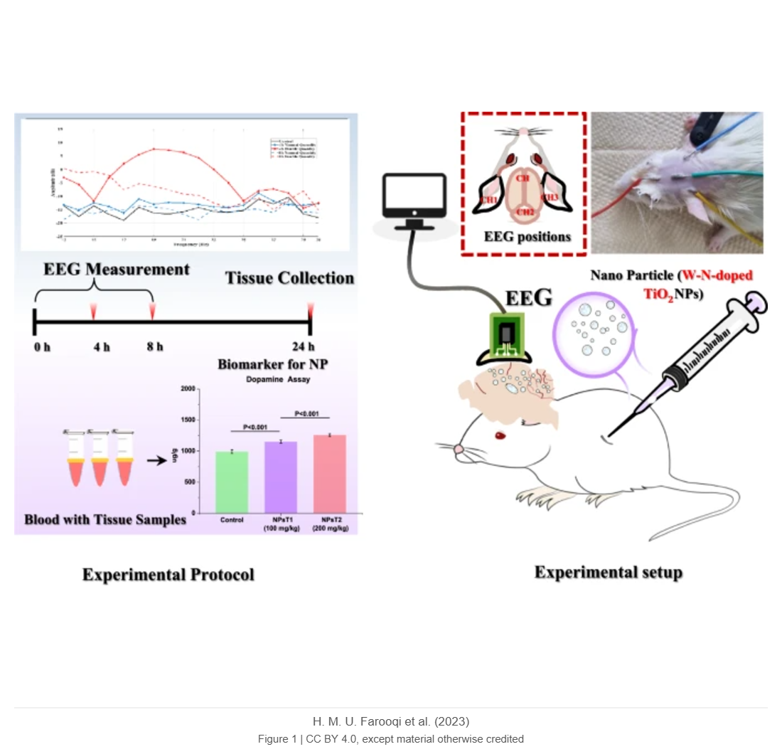 Acute neuro-biochemical changes induced by nitrogen-tungsten co-doped titanium dioxide nanoparticles
