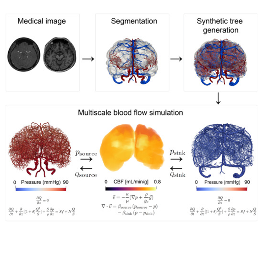 Multiscale modeling of posture-dependent cerebrovascular hemodynamics with autoregulatory coupling