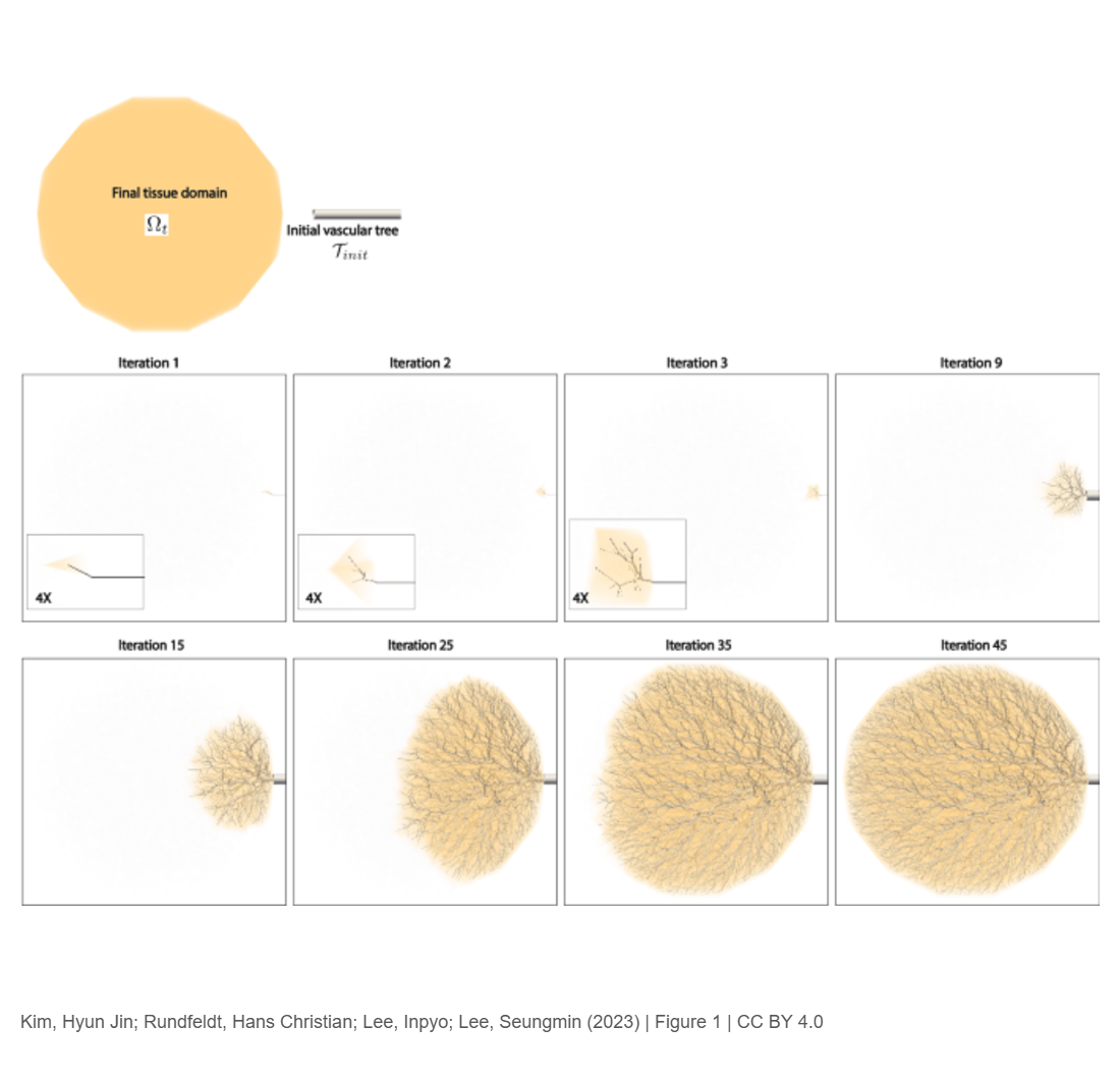 Tissue-growth-based synthetic tree generation and perfusion simulation