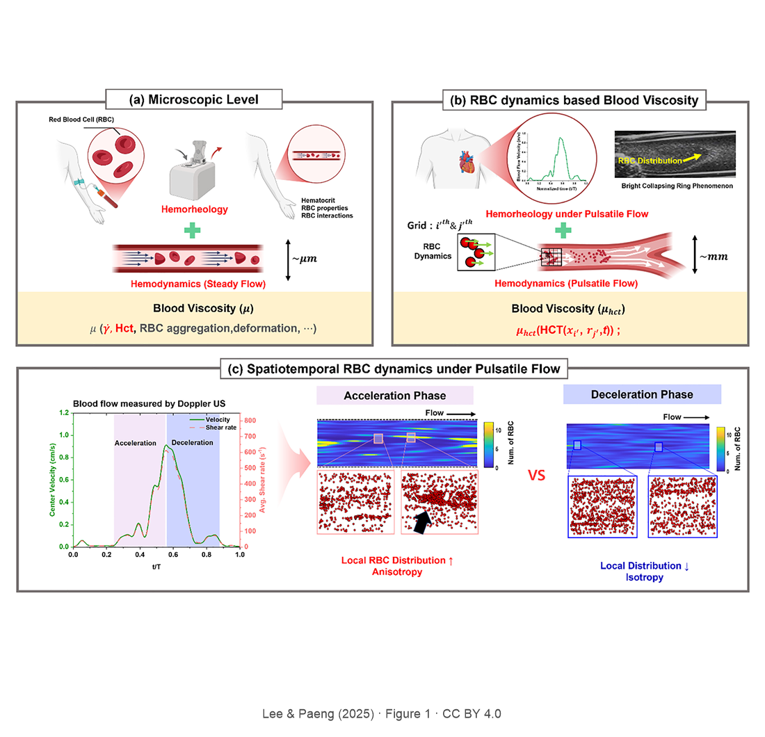 Spatiotemporal blood viscosity by local hematocrit under pulsatile flow: Whole blood experiments and computational analysis