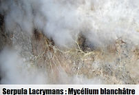Serpula Lacrymans - Mycélium blanchâtre