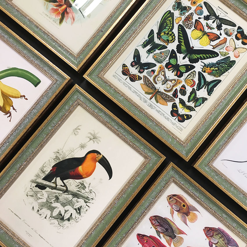 a collection of framed pictures of butterflies and birds