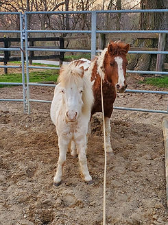 horse riding, horse training, nadia heffner, blue heeler, horse boarding, horse training, riding lessons