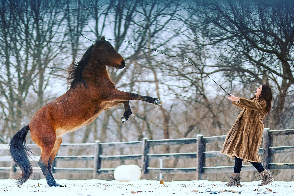 horse riding, horse training, nadia heffner, blue heeler, horse boarding, horse training, riding lessons,