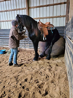 horse riding, horse training, nadia heffner, blue heeler, horse boarding, horse training, riding lessons