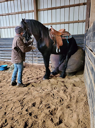 horse riding, horse training, nadia heffner, blue heeler, horse boarding, horse training, riding lessons