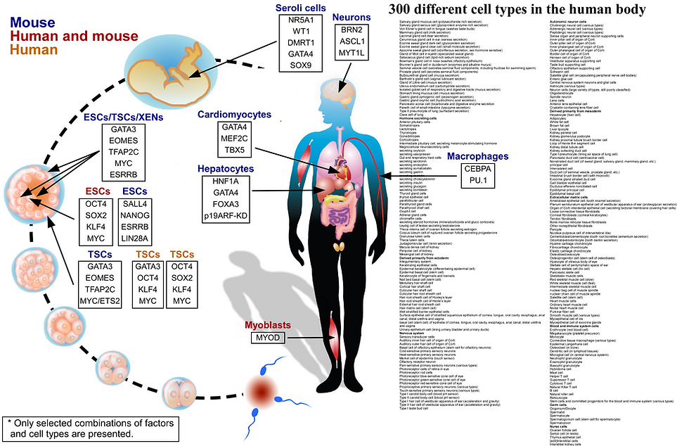 300 different cell types.tif
