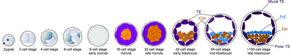 Early embryogenesis.png