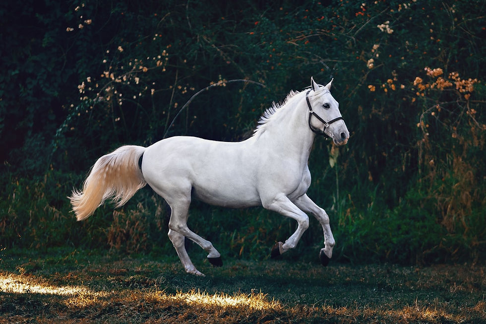 Horse Lover Gift Guide 2026 — The Best Presents for Every Budget and Occasion