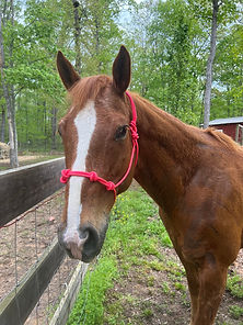 4-Knot Halter