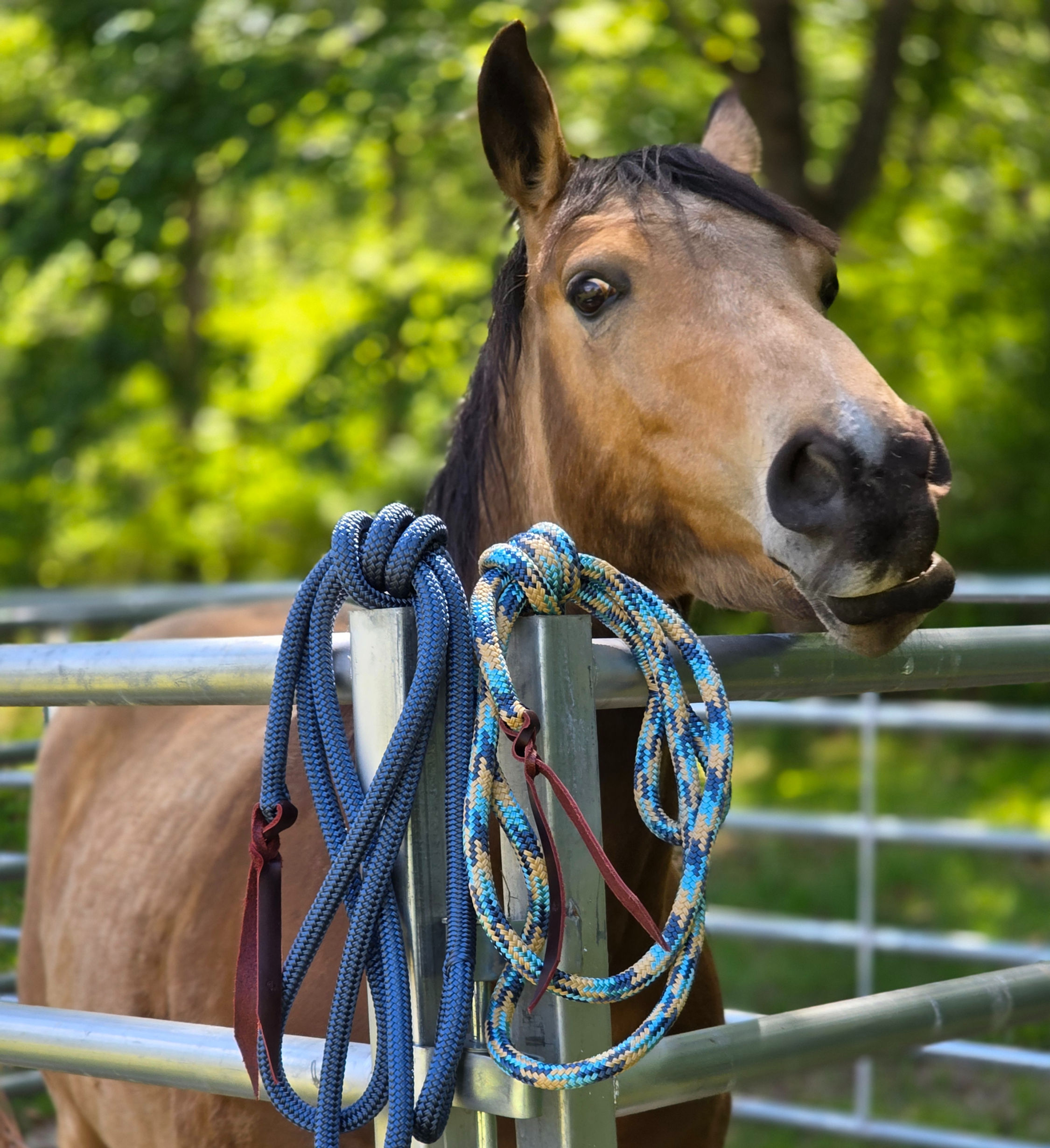 Rafe's FAVORITE NEW COLOR 4-Knot Standard Halter and 10' Lead Rope (Sold As Set)