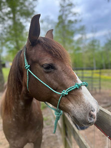 4-Knot Halter
