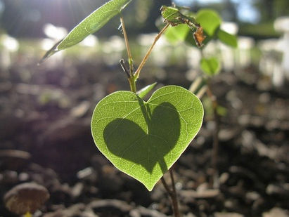 Yoga: ahora más que nunca