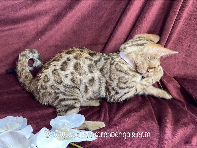 Chinook Arch Bengals
Bengal kittens in Alberta, Canada