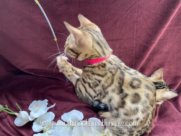 Chinook Arch Bengals
Bengal kittens in Alberta, Canada