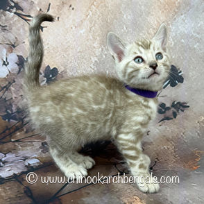 Seal Mink Spotted Tabby Bengal Kitten