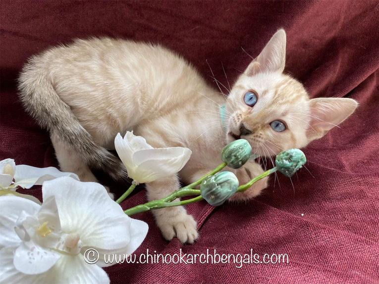 Chinook Arch Bengals
Bengal kittens in Alberta, Canada