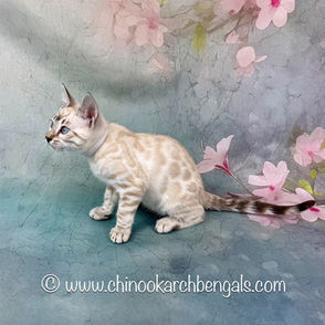 Seal Lynx Point Bengal Kitten