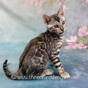 Silver (Black) Spotted Tabby Bengal Kitten