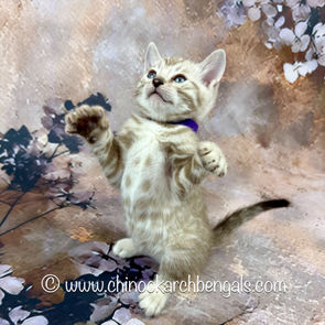 Seal Mink Spotted Tabby Bengal Kitten