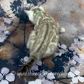 Seal Mink Spotted Tabby Bengal Kitten