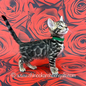 Brown (Black) Spotted Tabby Bengal Kitten