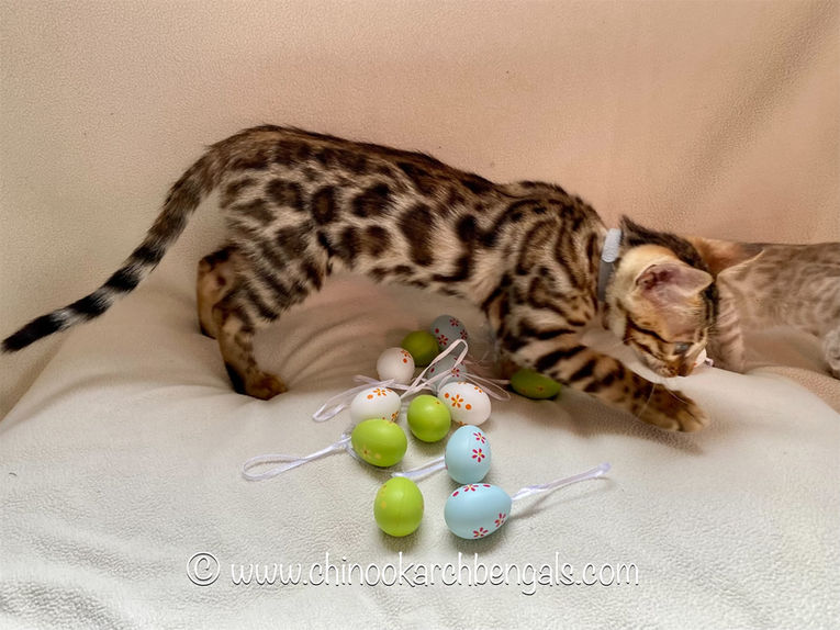 Chinook Arch Bengals
Bengal kittens in Alberta, Canada