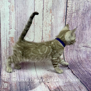 Seal Mink Spotted Tabby Bengal Kitten