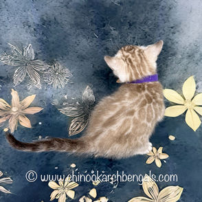 Seal Mink Spotted Tabby Bengal Kitten