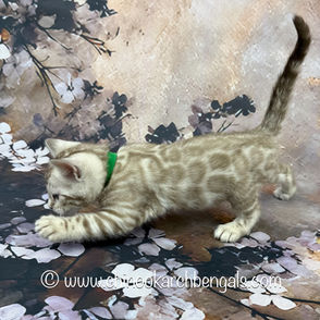 Seal Mink Spotted Tabby Bengal Kitten