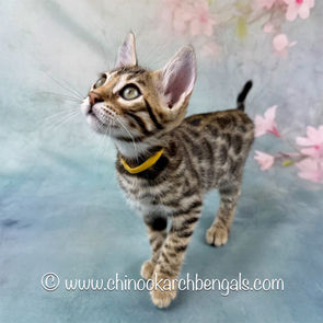 Brown (Black) Spotted Tabby Bengal Kitten