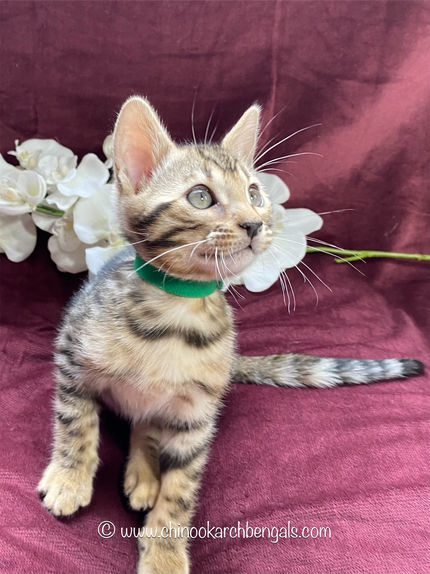 Chinook Arch Bengals
Bengal kittens in Alberta, Canada