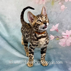 Bengal Kitten Chinookarch Sequoia