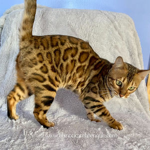 Amazongold Fierry Apr 7 2023