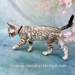 Mink Spotted Tabby Bengal Kitten