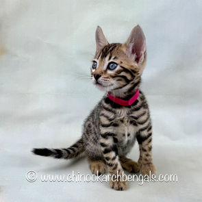 Brown (Black) Spotted Tabby Bengal Kitten