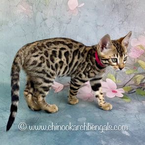 Brown (Black) Spotted Tabby Bengal Kitten