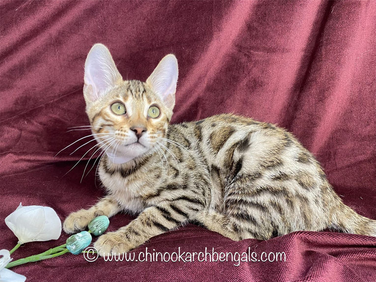 Chinook Arch Bengals
Bengal kittens in Alberta, Canada