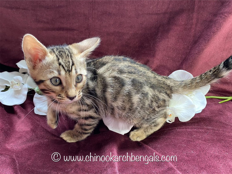 Chinook Arch Bengals
Bengal kittens in Alberta, Canada