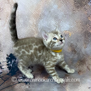 Seal Mink Spotted Tabby Bengal Kitten