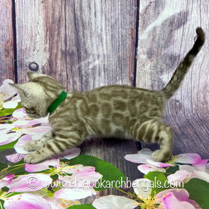 Seal Mink Spotted Tabby Bengal Kitten