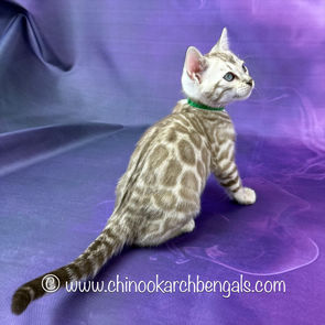 Seal Mink Spotted Tabby Bengal Kitten