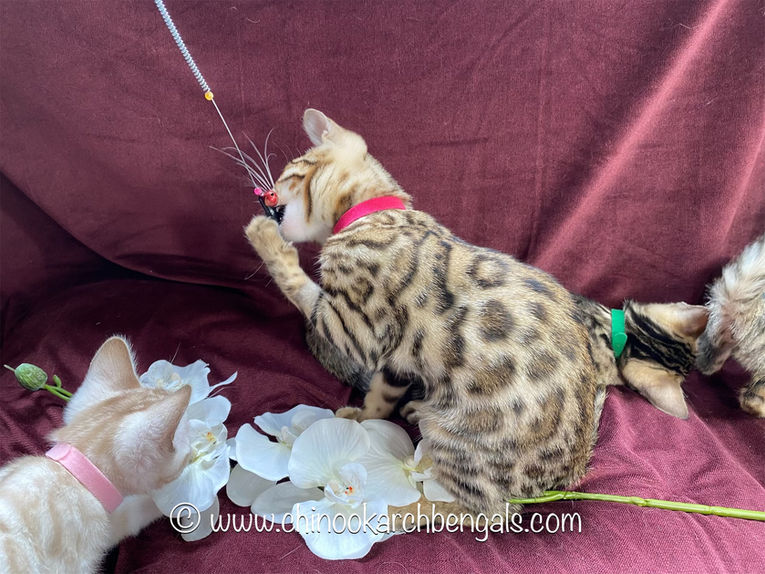 Chinook Arch Bengals
Bengal kittens in Alberta, Canada