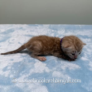 Seal Mink Spotted Tabby Bengal Kitten