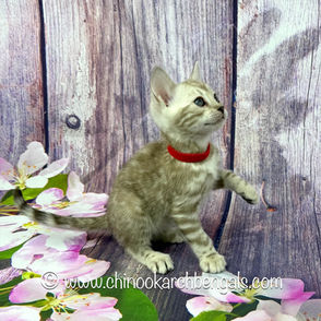 Seal Mink Spotted Tabby Bengal Kitten