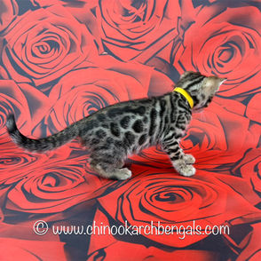 Brown (Black) Spotted Tabby Bengal Kitten