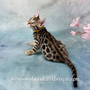 Brown (Black) Spotted Tabby Bengal Kitten