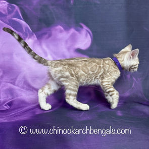 Seal Mink Spotted Tabby Bengal Kitten