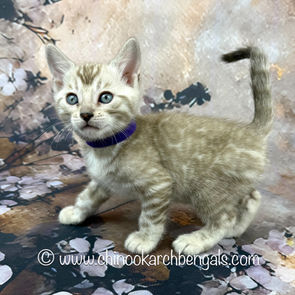 Seal Mink Spotted Tabby Bengal Kitten