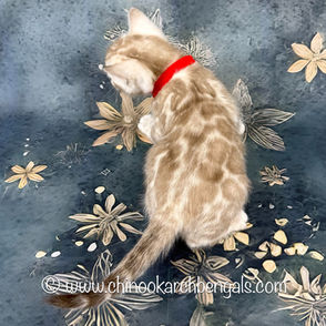 Seal Mink Spotted Tabby Bengal Kitten